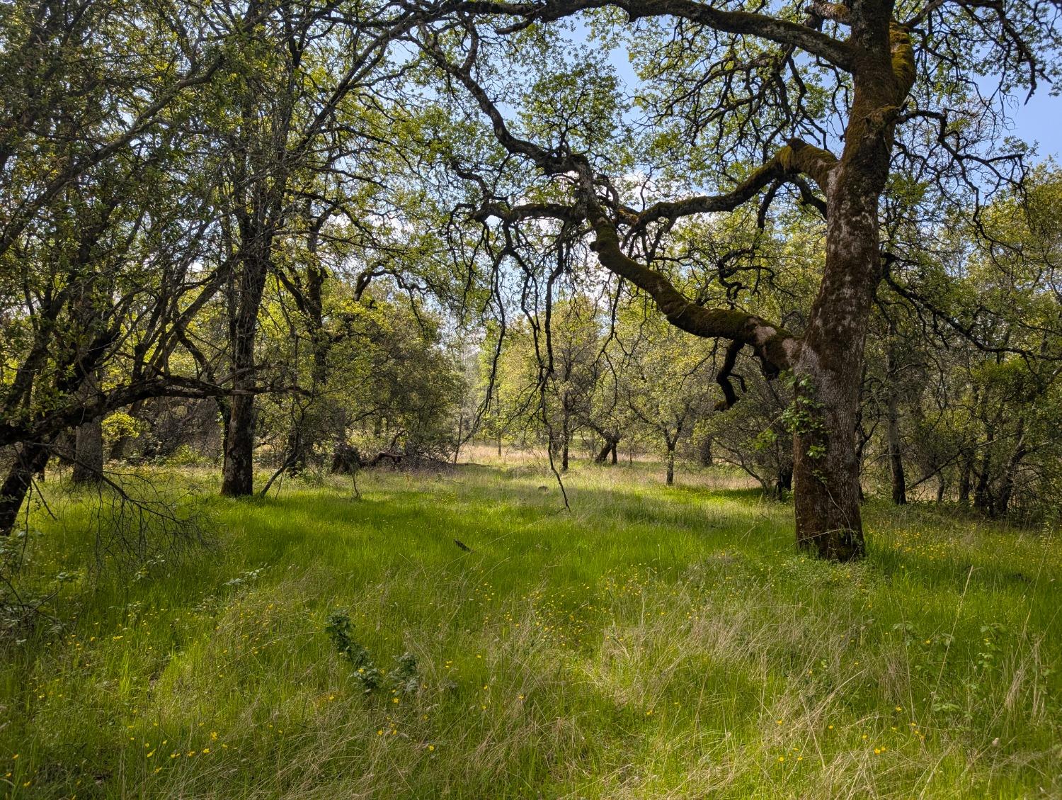 14677 Begonia Way Oregon House, CA 95962 - Photo 6 of 9 a view of an outdoor space with a lake view