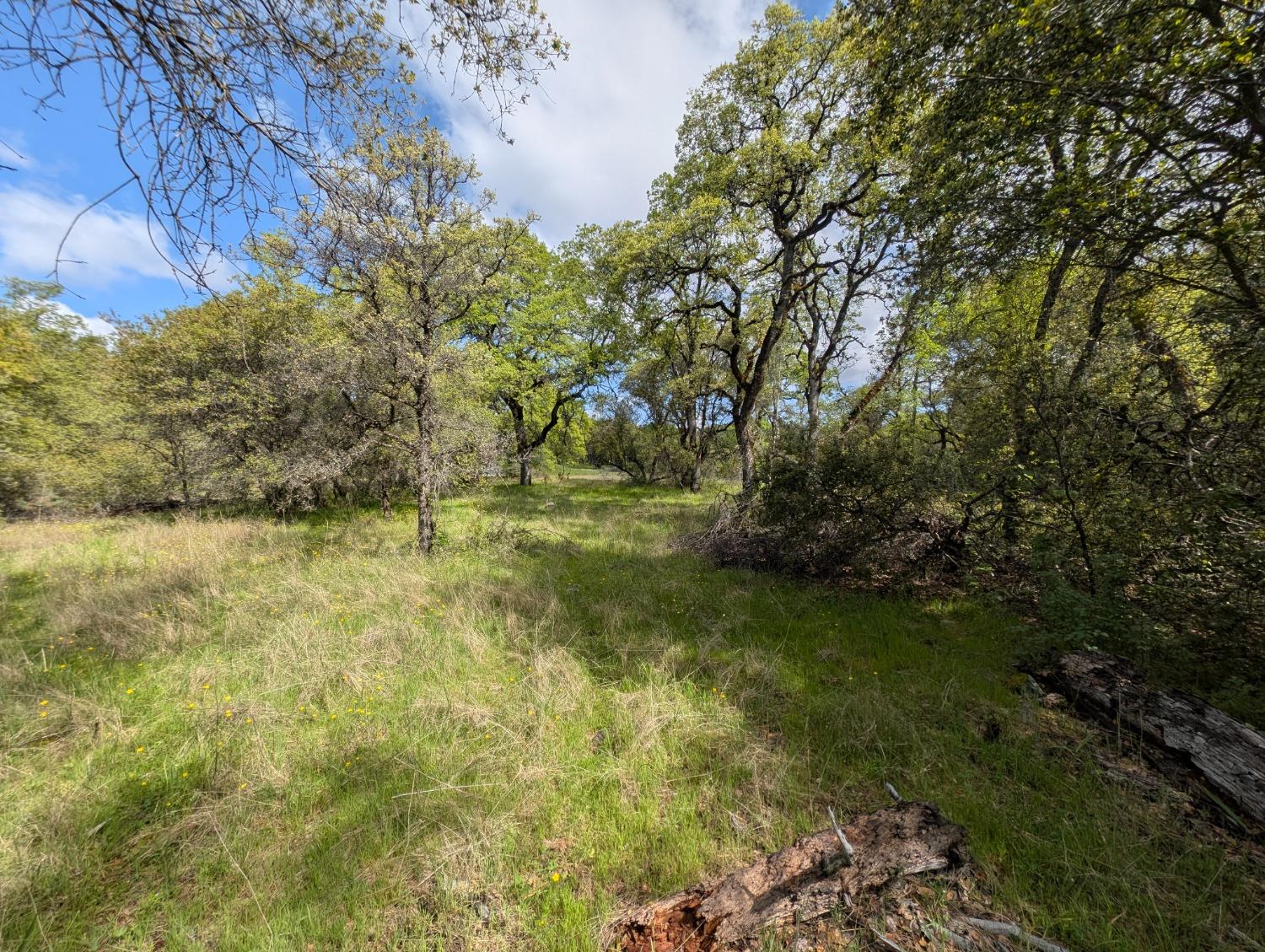 14677 Begonia Way Oregon House, CA 95962 - Photo 7 of 9 a view of yard with green space