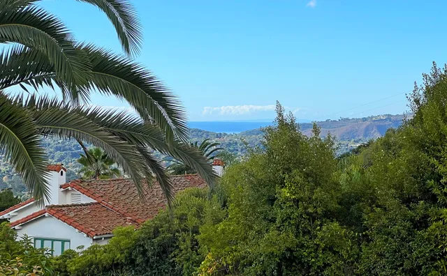 a view of a palm trees