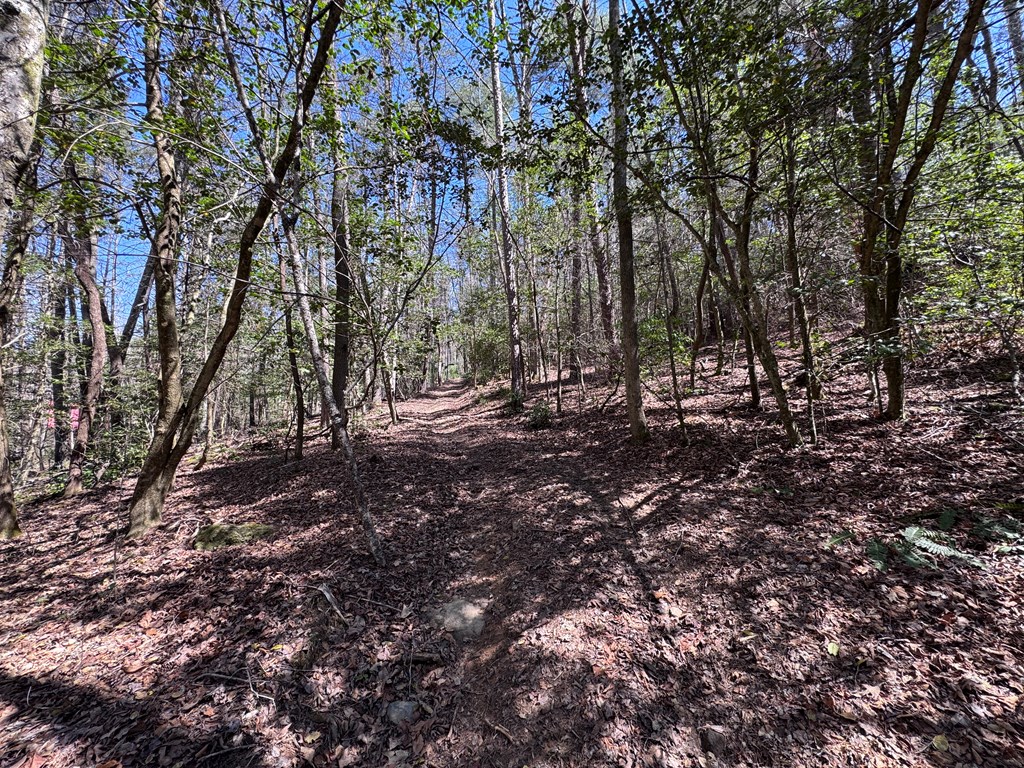 0 Virginia Lane Murphy, NC 28906 - Photo 7 of 12 a view of outdoor space with trees