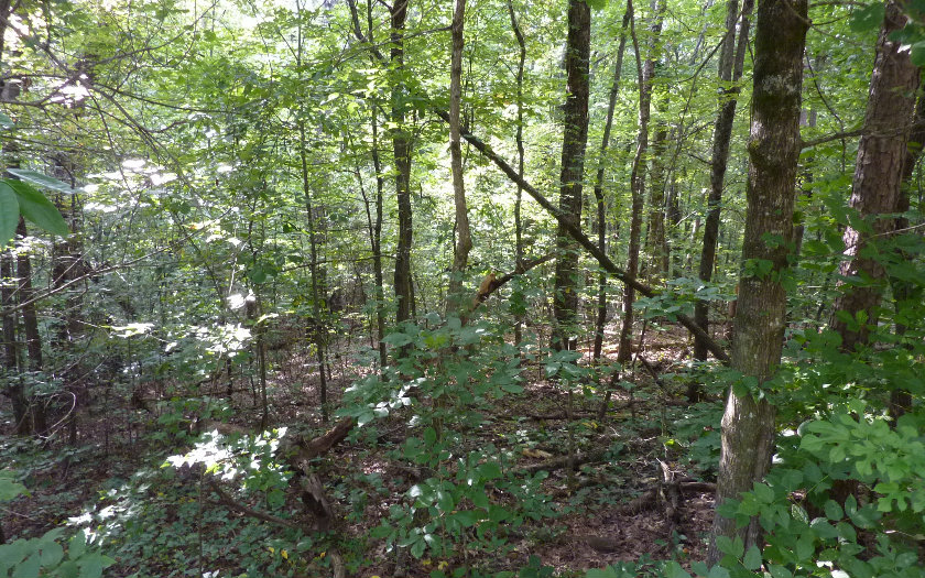 Lot 6 Timber Ridge Lane Ellijay, GA 30540 - Photo 1 of 1 Main View