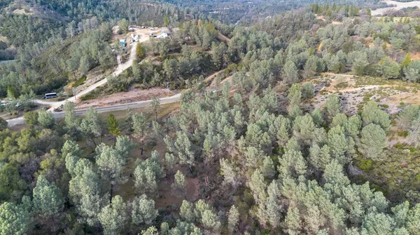 a view of a forest with a tree