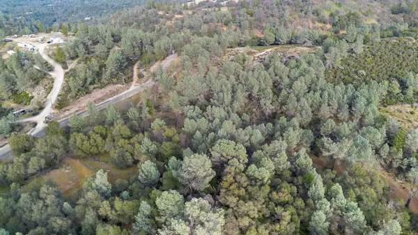 a view of a forest with a lush green forest