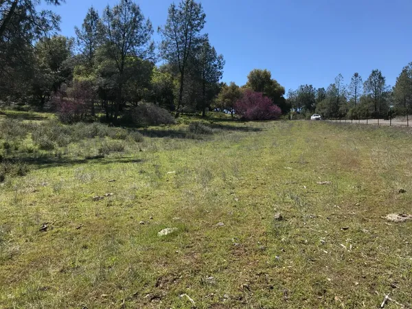 a view of a garden with trees