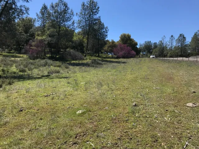 a view of a garden with trees