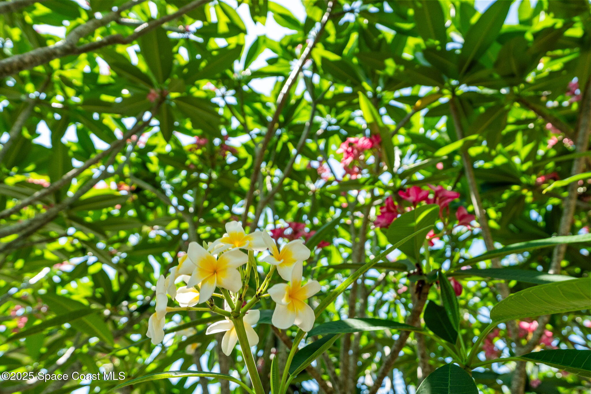 4527 Coquina Ridge Drive Melbourne, FL 32935 - Photo 26 of 102 4-web-or-mls-DSC02936