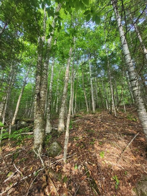 Lot 4 South Oakfield Road Oakfield, ME 04763 - Photo 8 of 16 image10