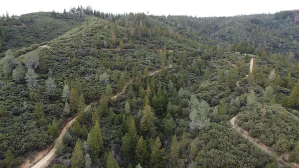 a view of a forest with a mountain