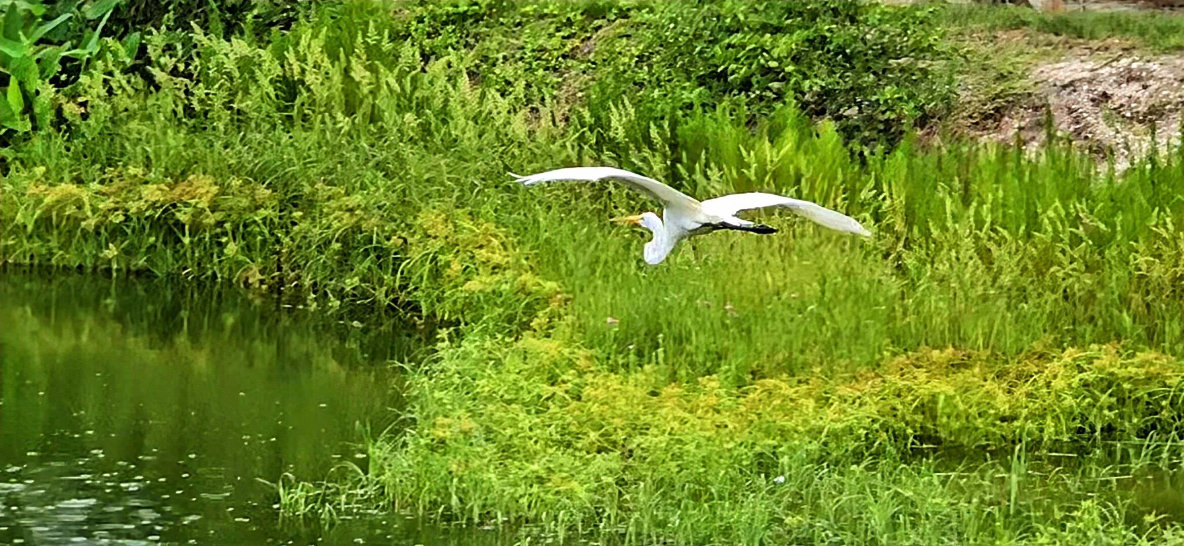 1440 Northwest 48th Drive Boca Raton, FL 33431 - Photo 48 of 51 0 1440 Bird in Flite on the Lake