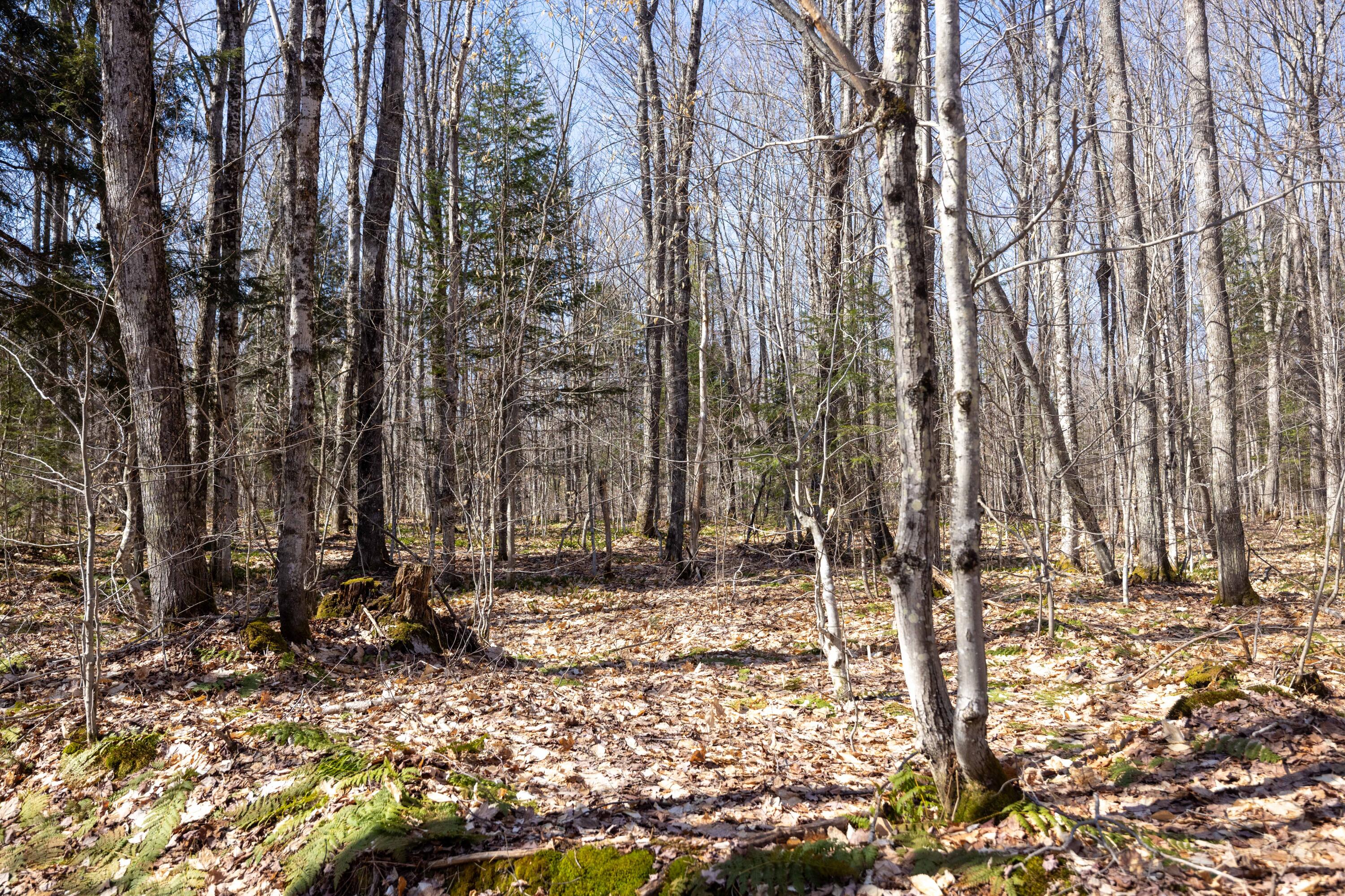 0 Old Grade Road Newberry, MI 49868 - Photo 12 of 31 Gallery Image 12