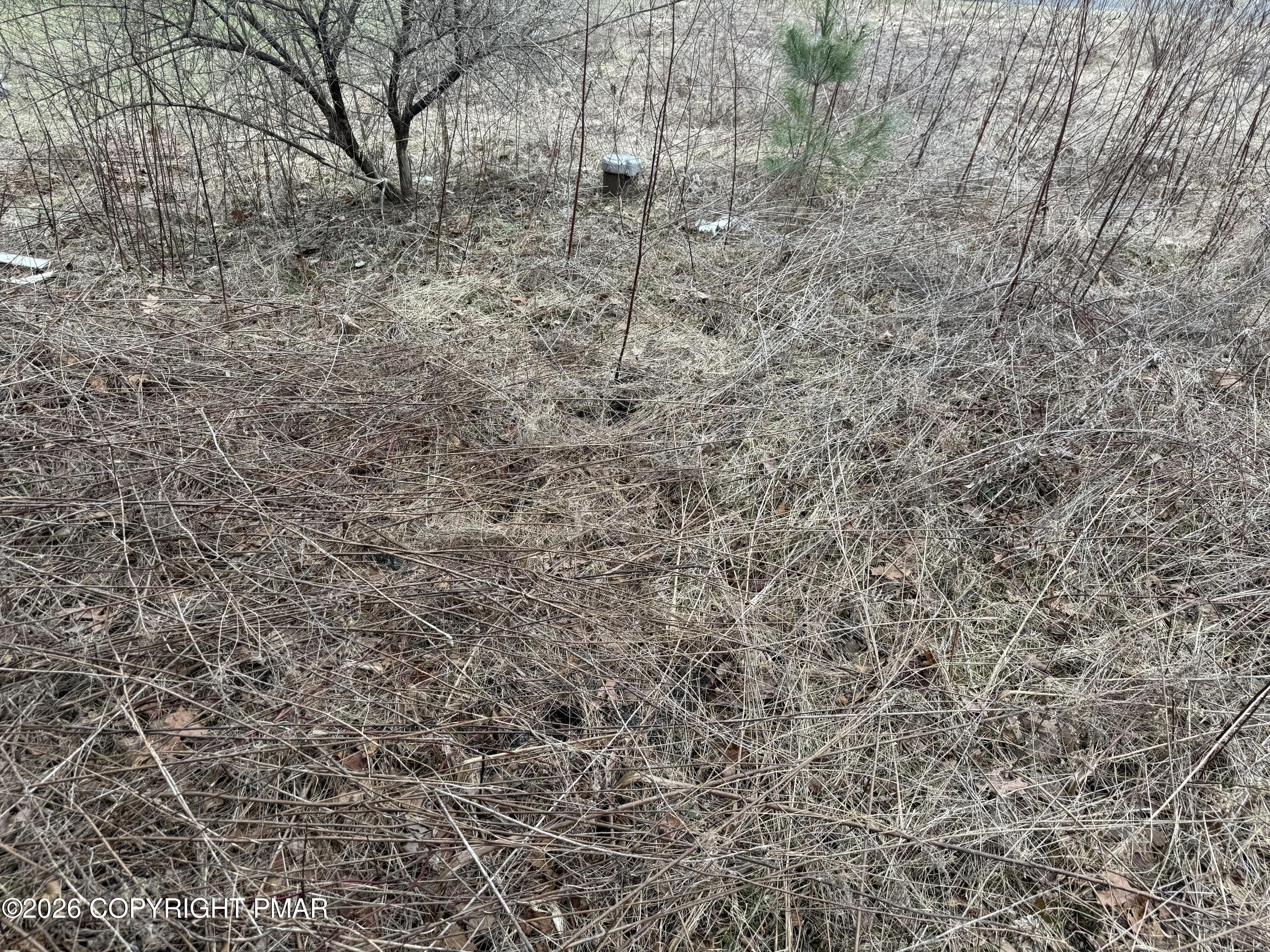 Creekview Road Kunkletown, PA 18058 - Photo 4 of 11 a close up of a plant in a yard