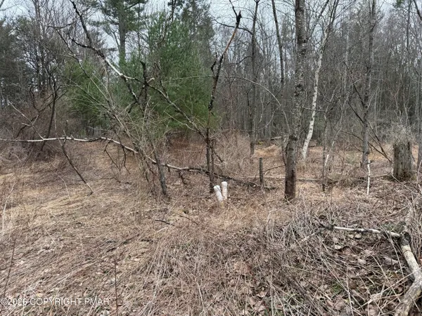 a view of a forest with trees in the background