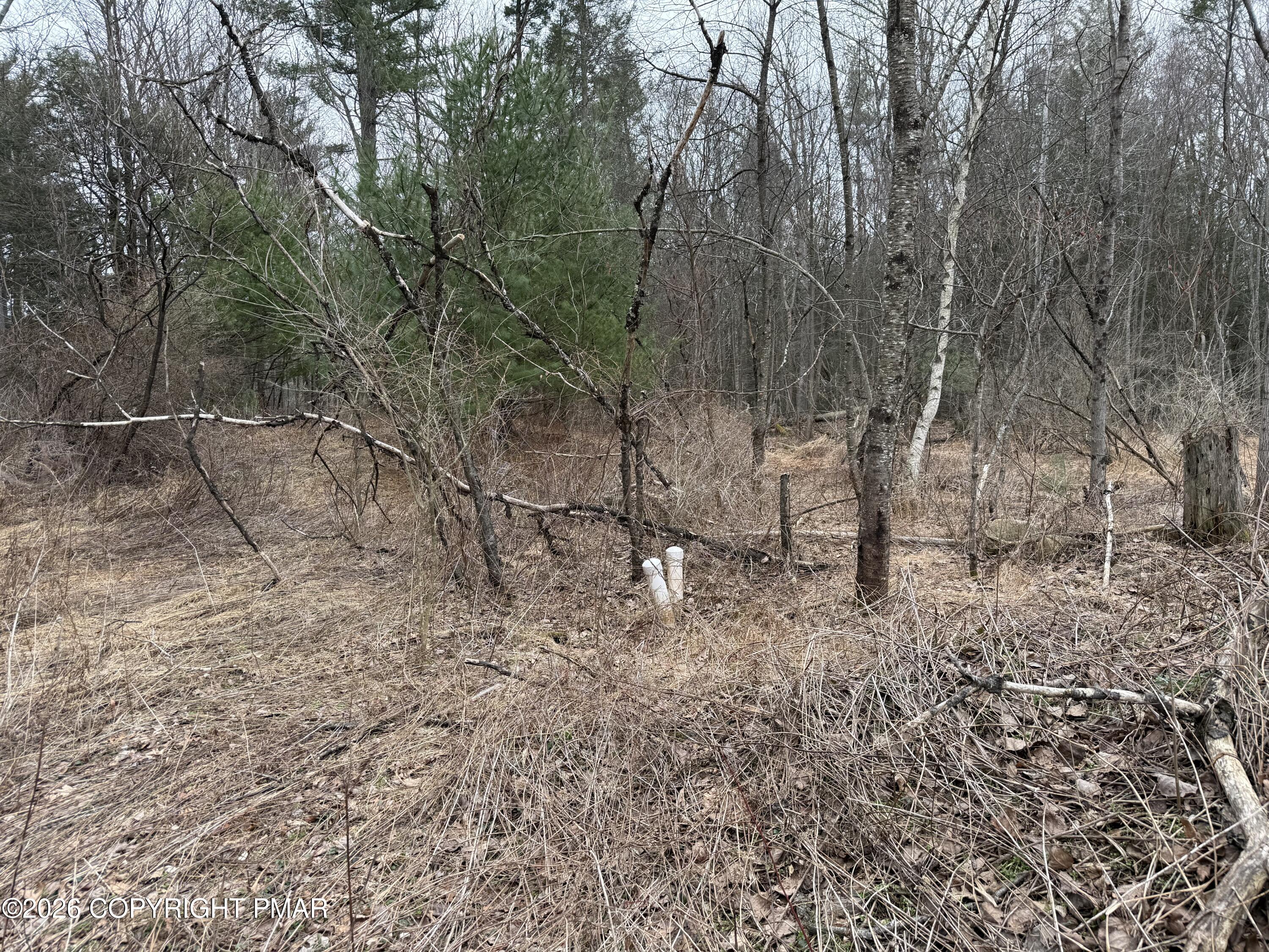 Creekview Road Kunkletown, PA 18058 - Photo 5 of 11 a view of a forest with trees in the background