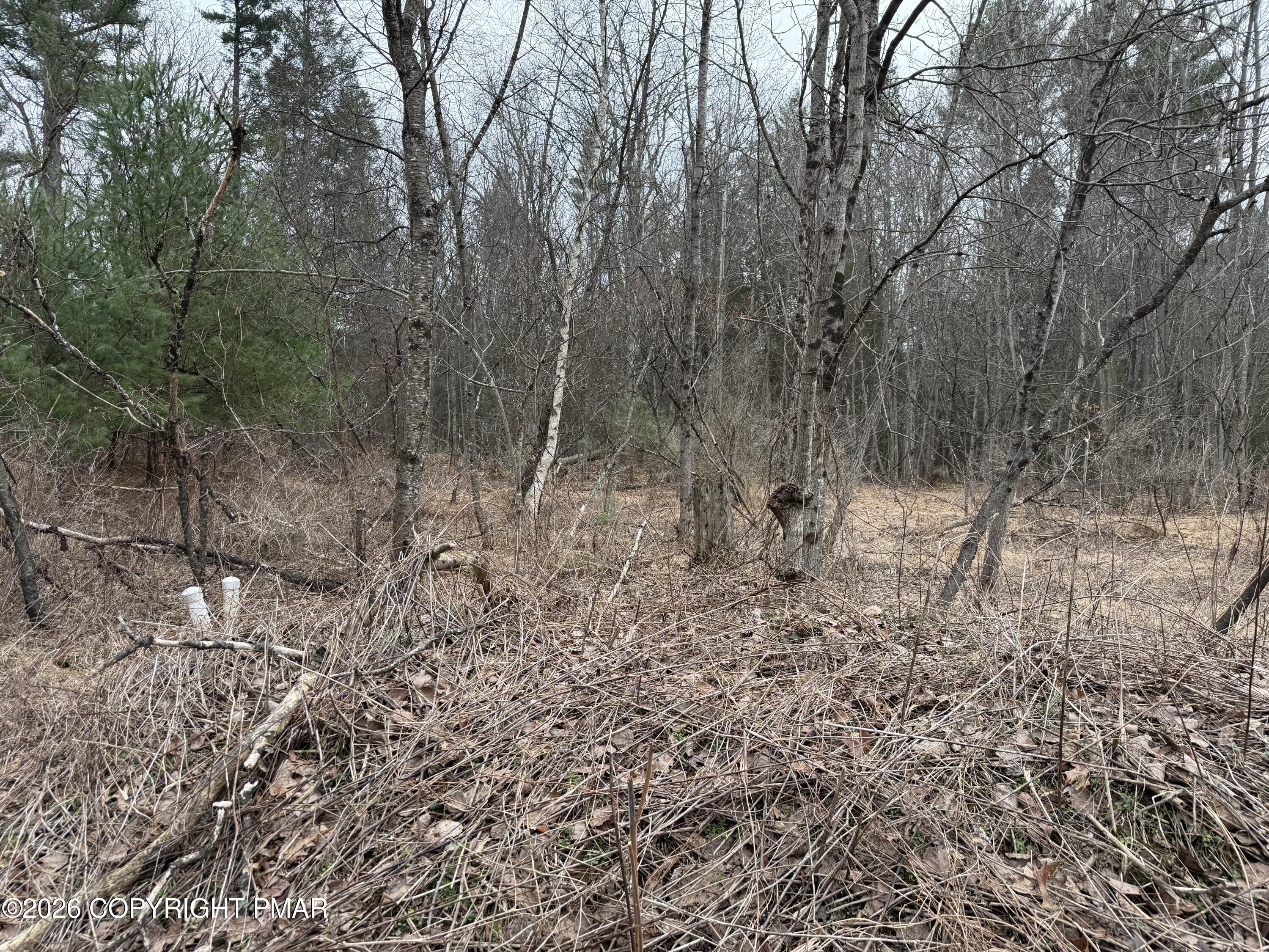 Creekview Road Kunkletown, PA 18058 - Photo 6 of 11 a view of a forest with trees in the background