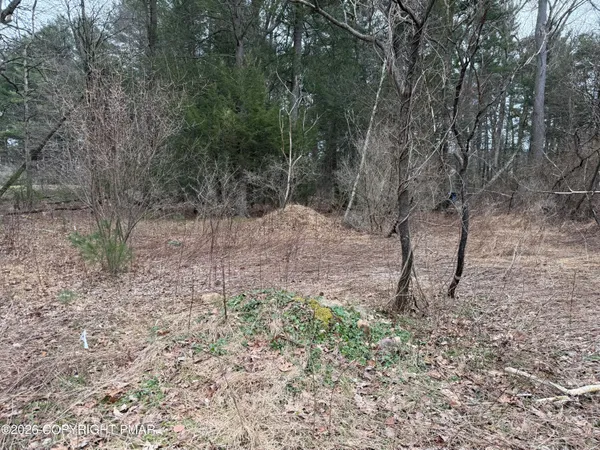 a view of a forest with trees in the background