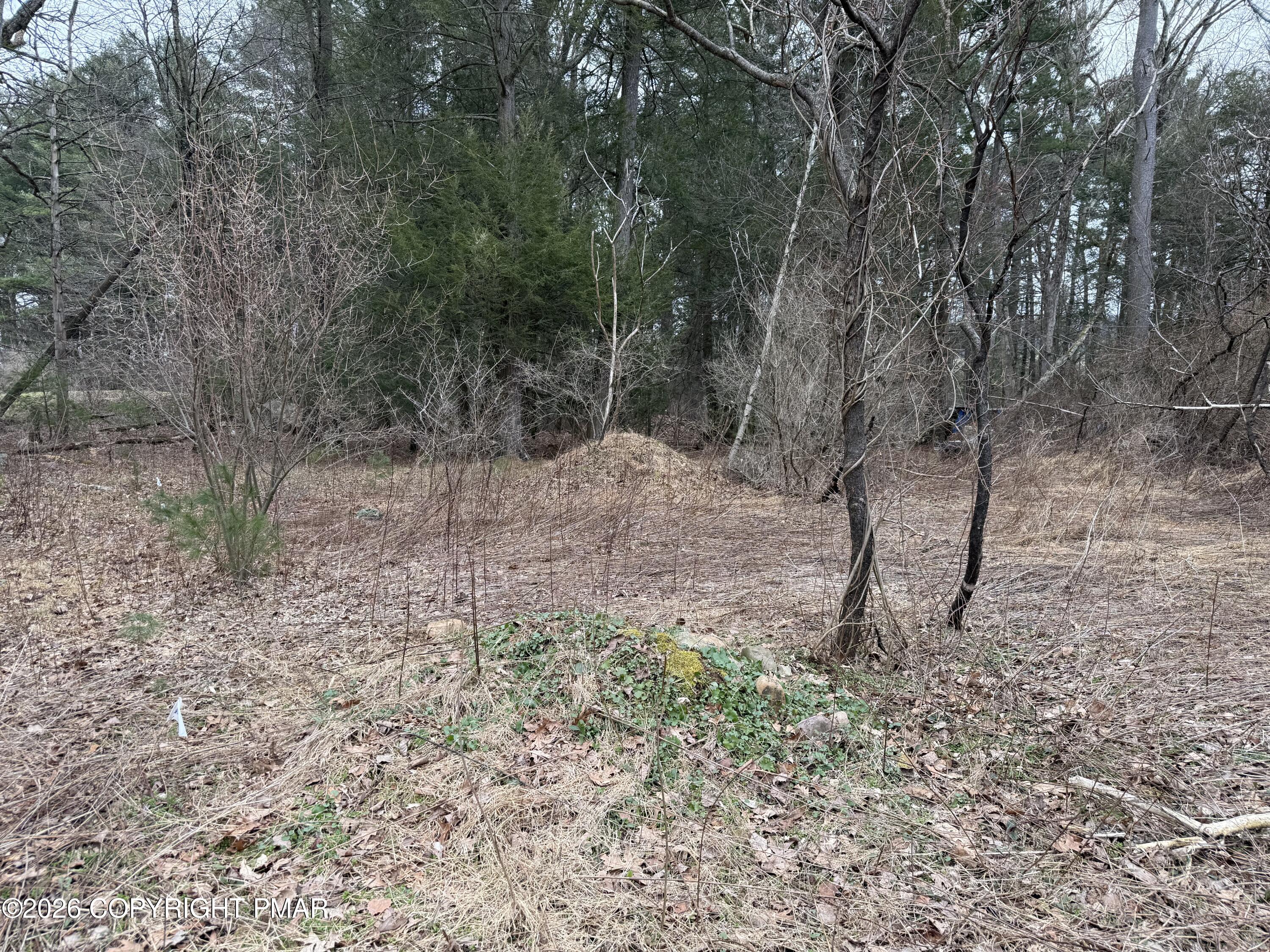 Creekview Road Kunkletown, PA 18058 - Photo 7 of 11 a view of a forest with trees in the background