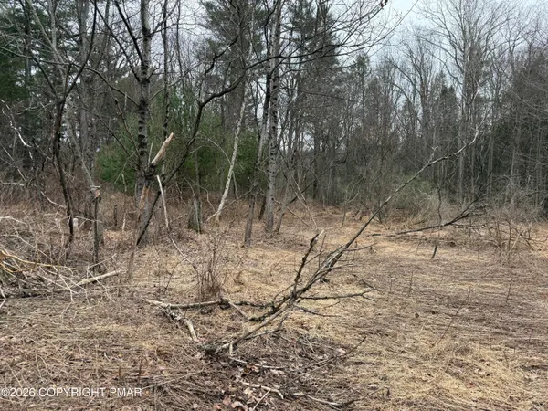 a view of a forest with a tree
