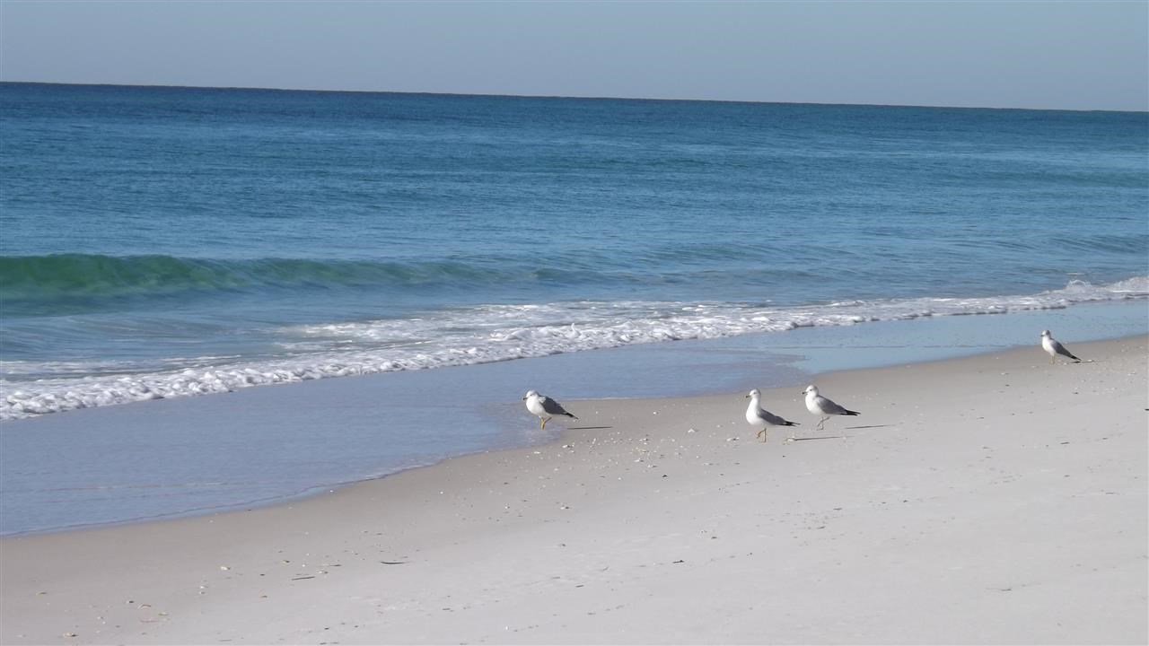 1072 Fort Pickens Road Pensacola Beach, FL 32561 - Photo 11 of 50 Gallery Image 11