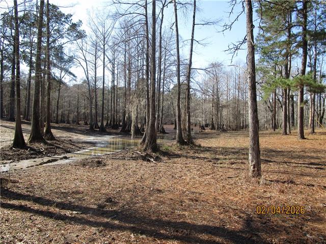Tbd Hog Island Road Dry Prong, LA 71423 - Photo 8 of 10