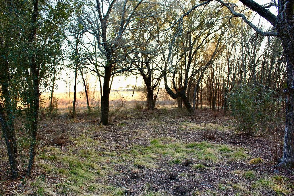 Lot 49 Tatanka Trail Gustine, TX 76455 - Photo 13 of 24 a view of outdoor space and trees