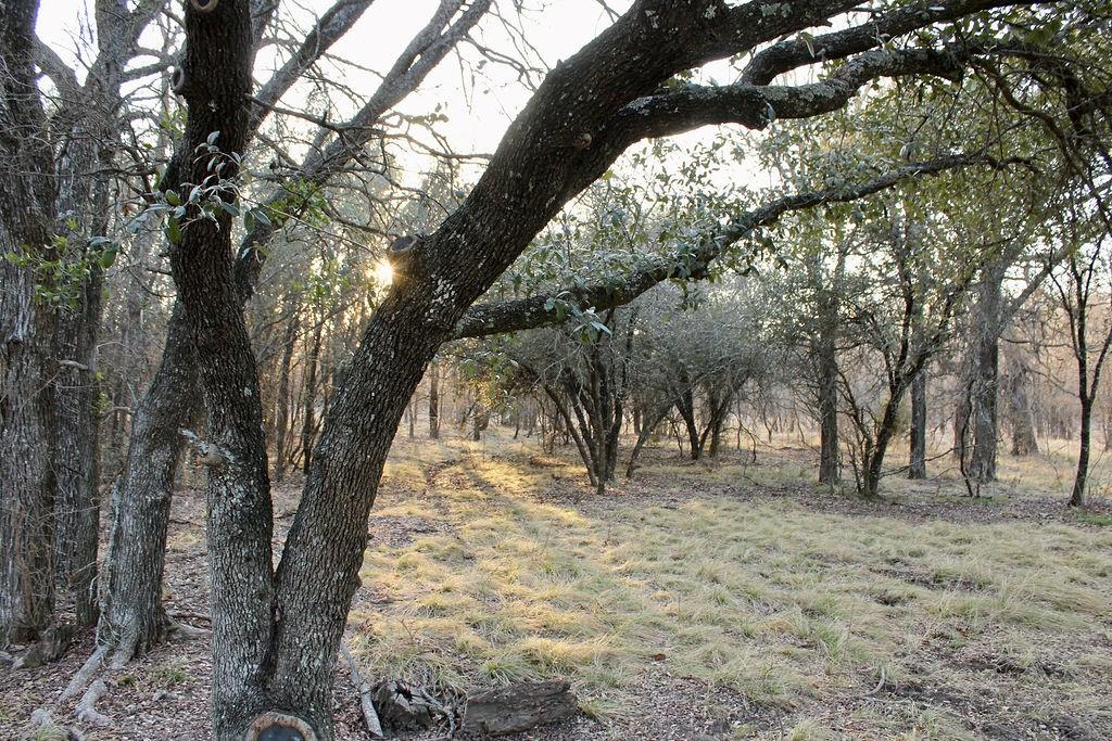 Lot 49 Tatanka Trail Gustine, TX 76455 - Photo 14 of 24 a view of backyard with green space