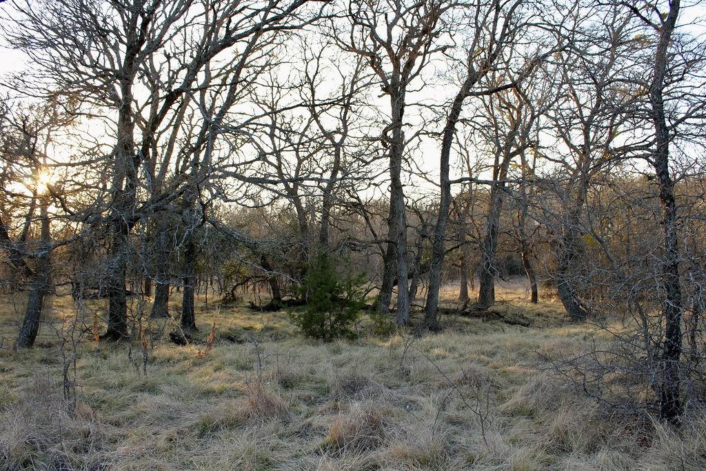 Lot 49 Tatanka Trail Gustine, TX 76455 - Photo 15 of 24 a view of outdoor space with trees