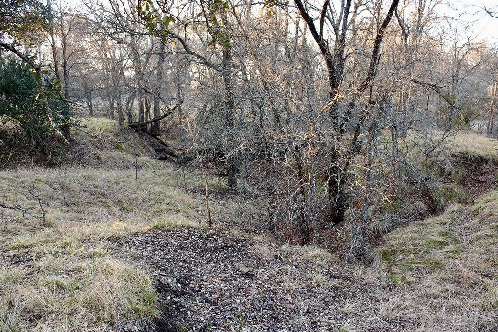 Lot 49 Tatanka Trail Gustine, TX 76455 - Photo 16 of 24 a view of a yard with a tree