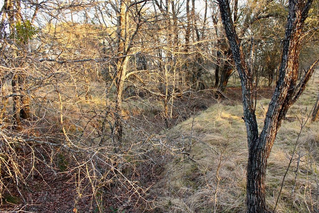 Lot 49 Tatanka Trail Gustine, TX 76455 - Photo 17 of 24 a view of a yard with a tree