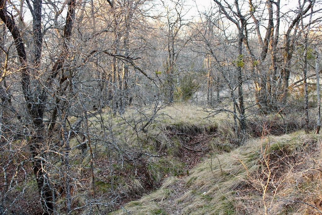 Lot 49 Tatanka Trail Gustine, TX 76455 - Photo 18 of 24 a view of a forest with trees in the background