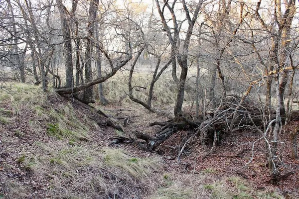 $145,000 | Lot 49 Tatanka Trail, Gustine, TX 76455