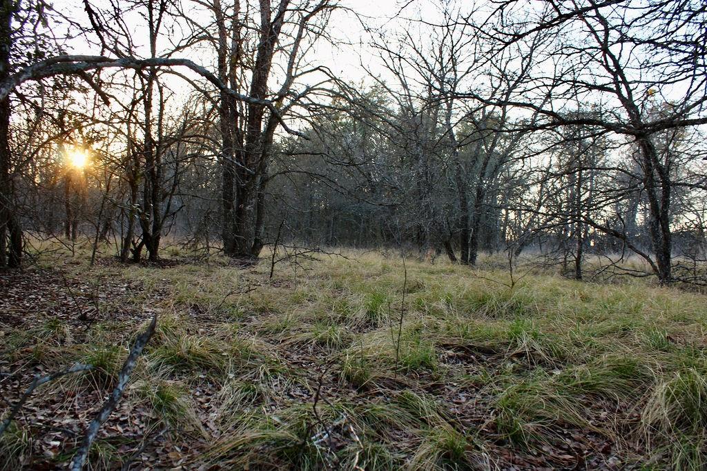 Lot 49 Tatanka Trail Gustine, TX 76455 - Photo 20 of 24 a view of outdoor space and trees