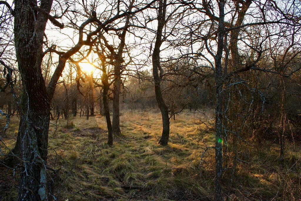 Lot 49 Tatanka Trail Gustine, TX 76455 - Photo 21 of 24 a backyard of a house with lots of trees