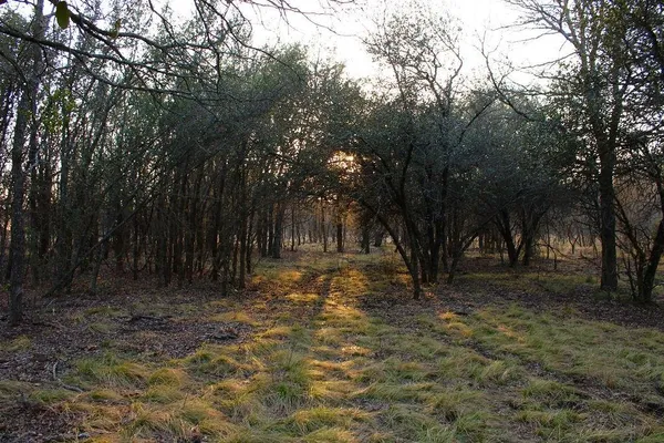 $145,000 | Lot 49 Tatanka Trail, Gustine, TX 76455