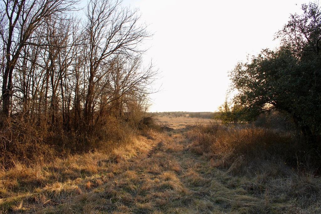 Lot 49 Tatanka Trail Gustine, TX 76455 - Photo 24 of 24 a view of a yard