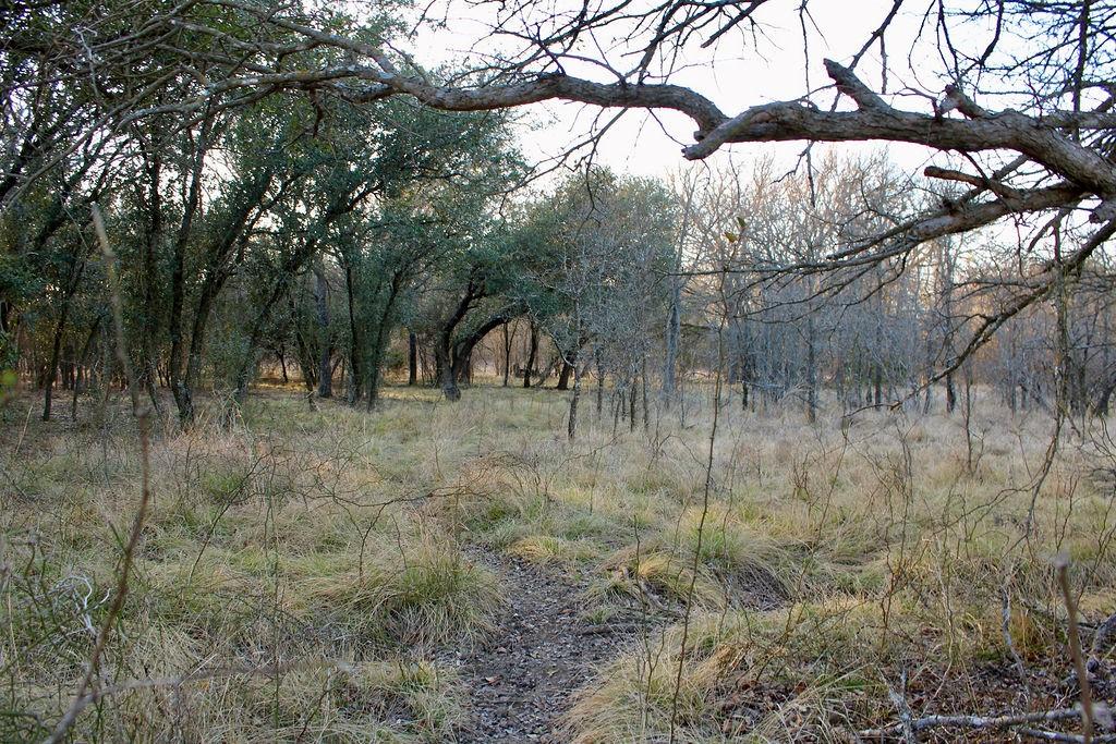 Lot 49 Tatanka Trail Gustine, TX 76455 - Photo 6 of 24 a view of a forest with a tree