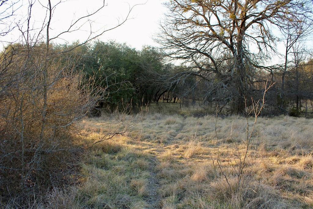Lot 49 Tatanka Trail Gustine, TX 76455 - Photo 8 of 24 a view of a forest with a tree