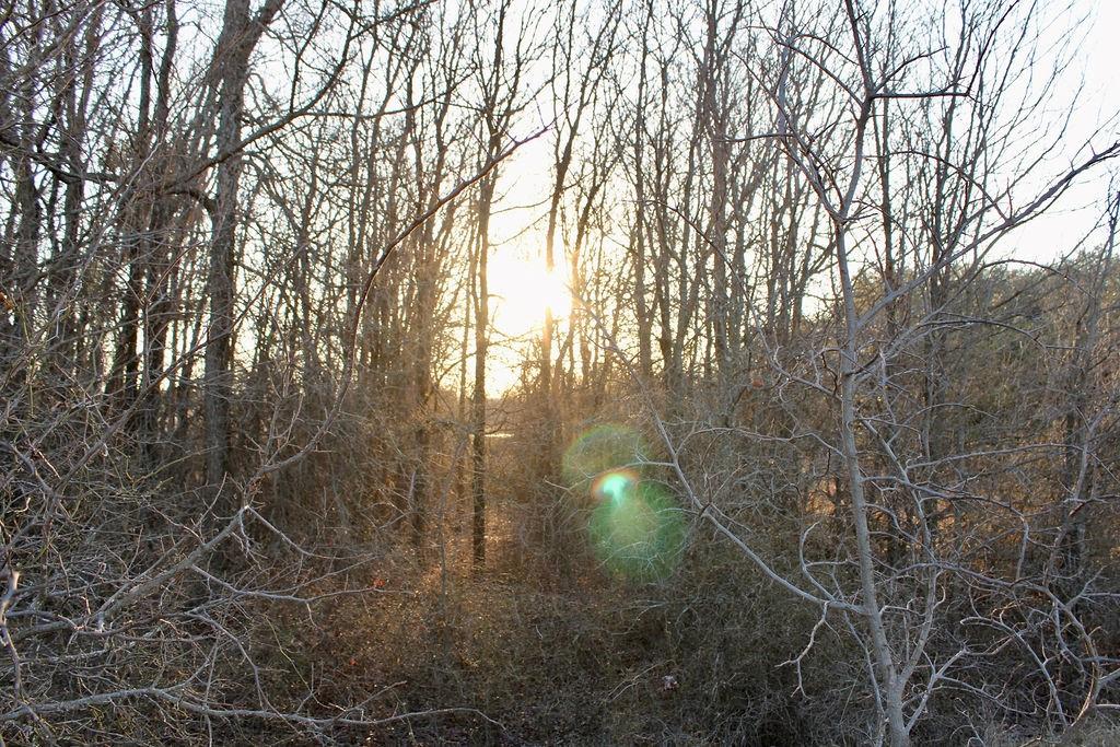 Lot 49 Tatanka Trail Gustine, TX 76455 - Photo 9 of 24 a view of forest