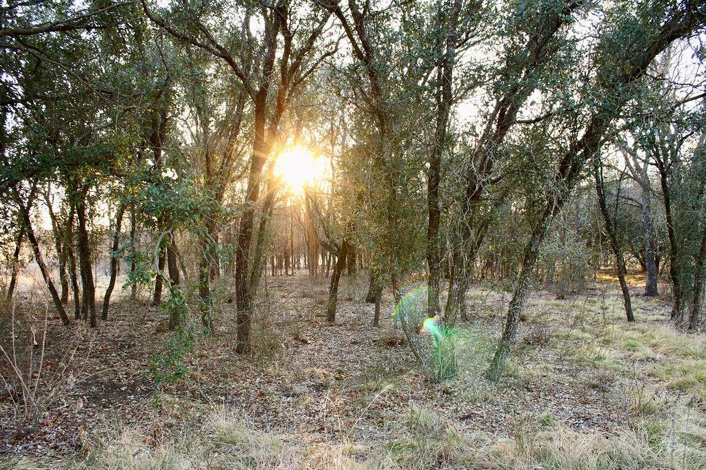 Lot 49 Tatanka Trail Gustine, TX 76455 - Photo 10 of 24 a view of a forest with trees in the background