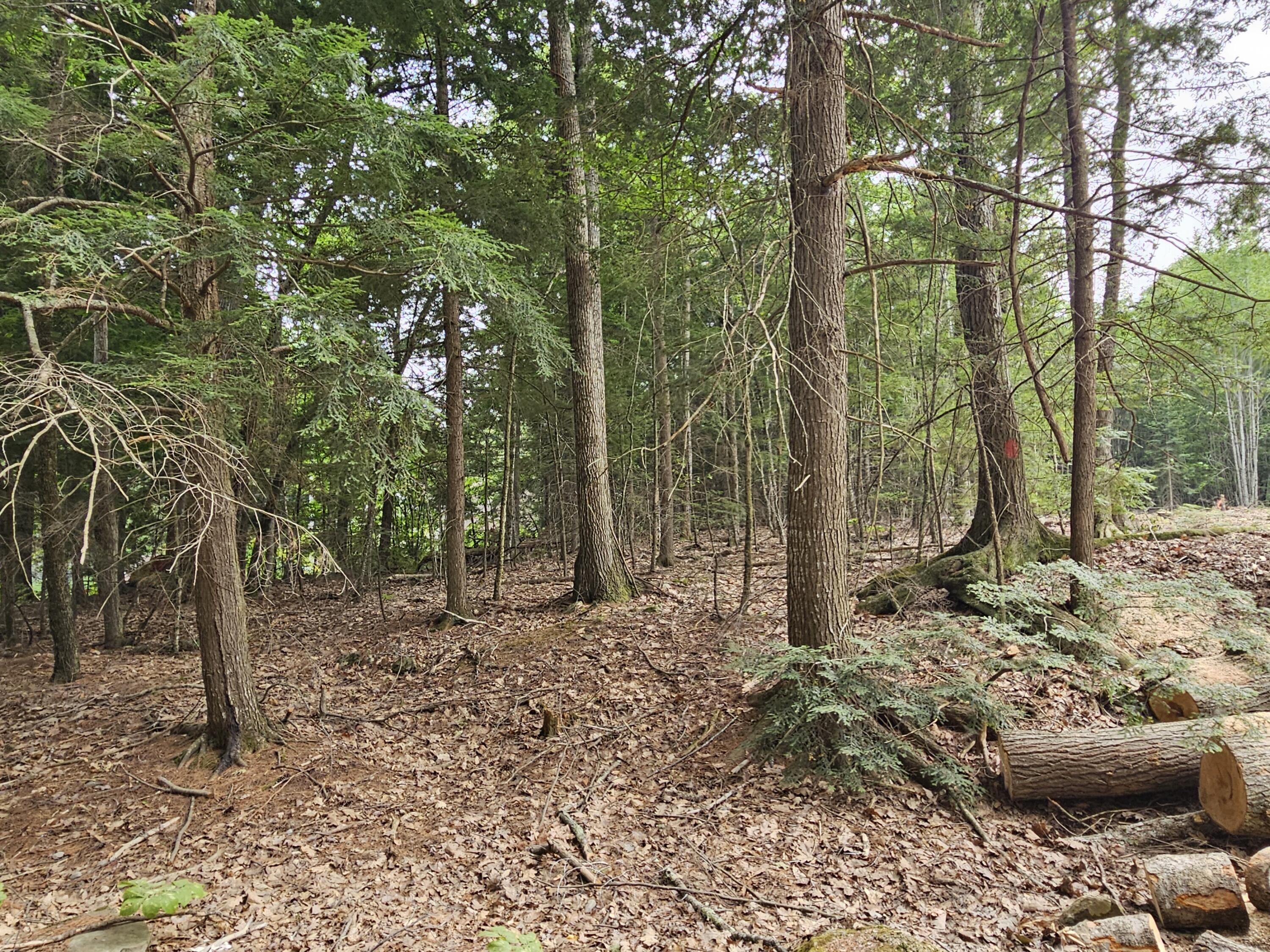 0 Gould Road Orono, ME 04473 - Photo 13 of 16 20250804_140304