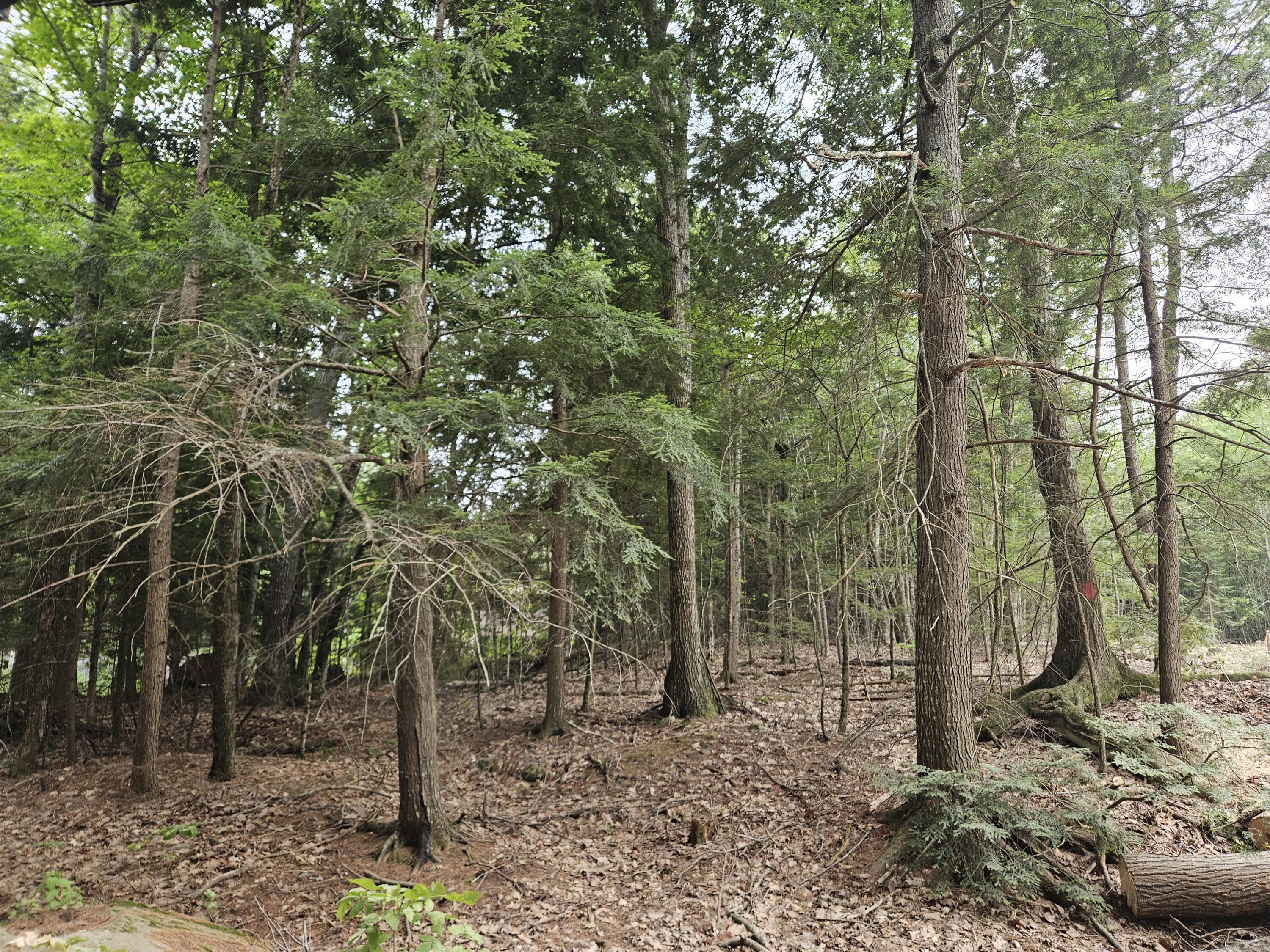 0 Gould Road Orono, ME 04473 - Photo 5 of 16 20250804_135736