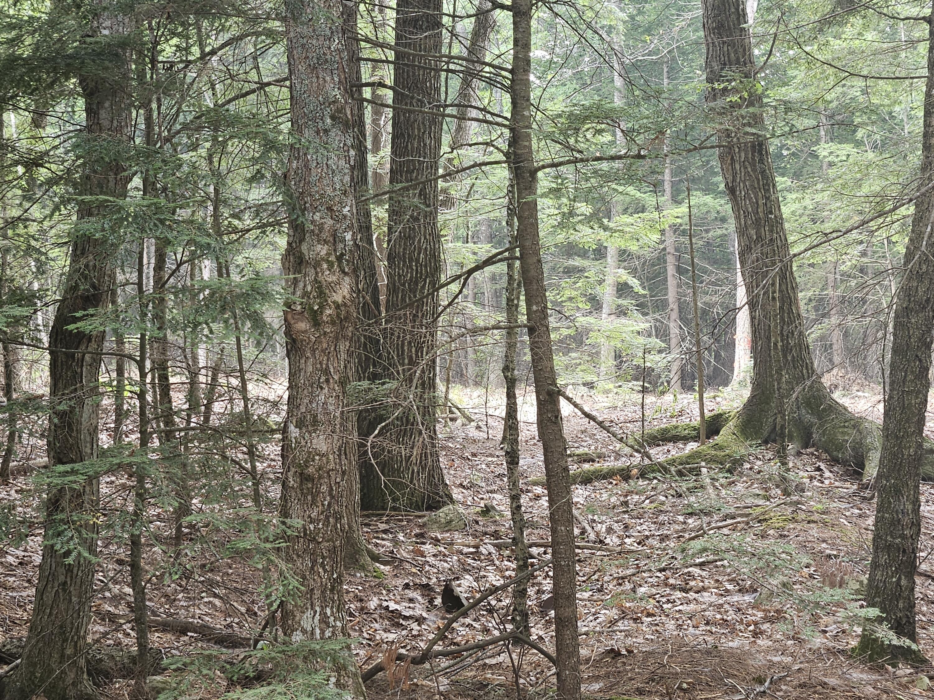 0 Gould Road Orono, ME 04473 - Photo 6 of 16 20250804_135801