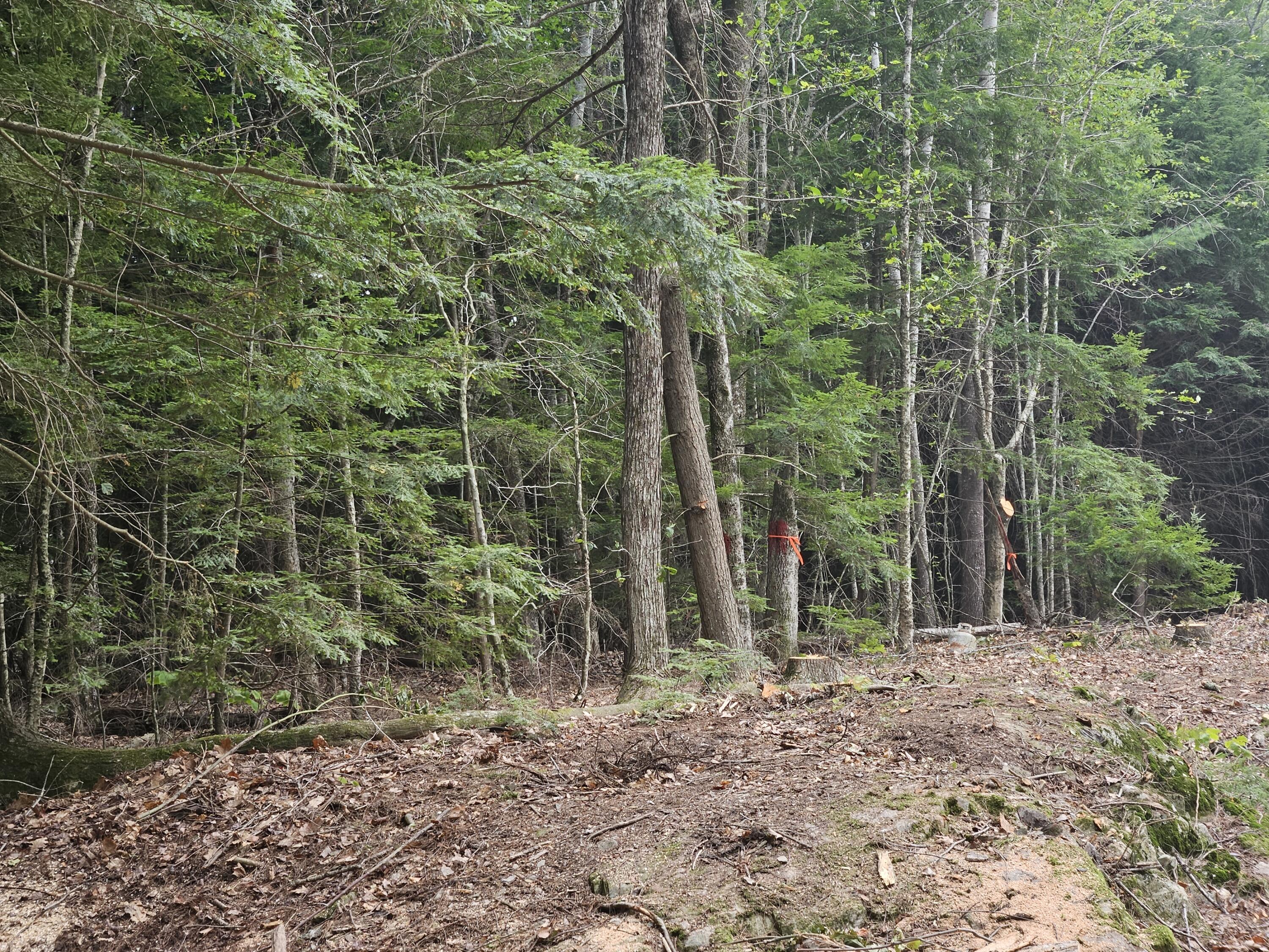 0 Gould Road Orono, ME 04473 - Photo 8 of 16 20250804_135911