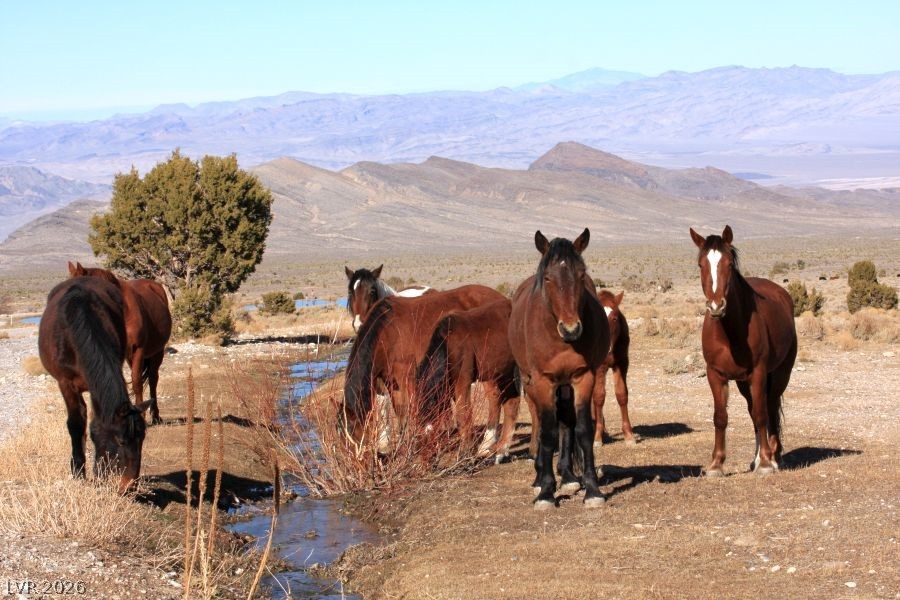 52 Birch Spring Cold Creek, NV 89124 - Photo 32 of 43 Welcome to Cold Creek