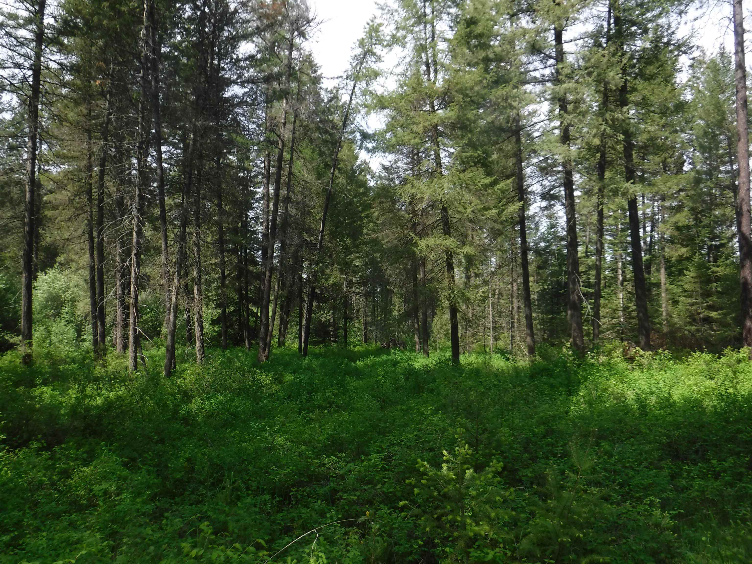 Xx East Woolard Road Colbert, WA 99005 - Photo 16 of 23