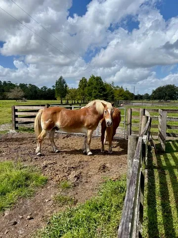 a view of a dining room with furniture a chandelier and wooden floor