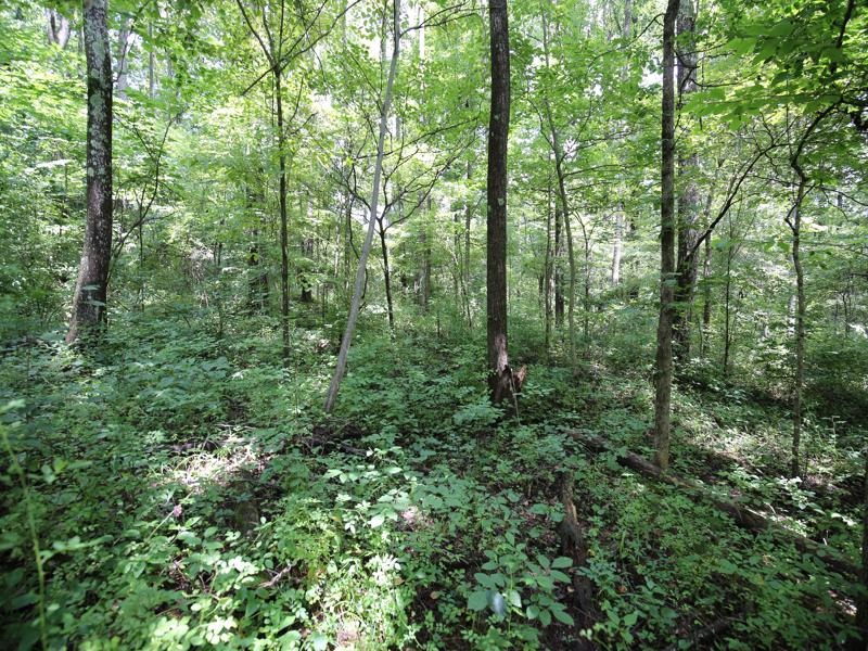 0 Washboard Road Bloomfield, IN 47424 - Photo 6 of 12