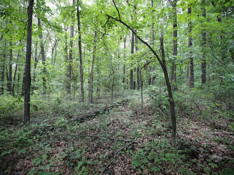 0 Washboard Road Bloomfield, IN 47424 - Photo 9 of 12