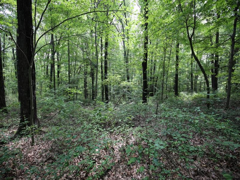 0 Washboard Road Bloomfield, IN 47424 - Photo 10 of 12