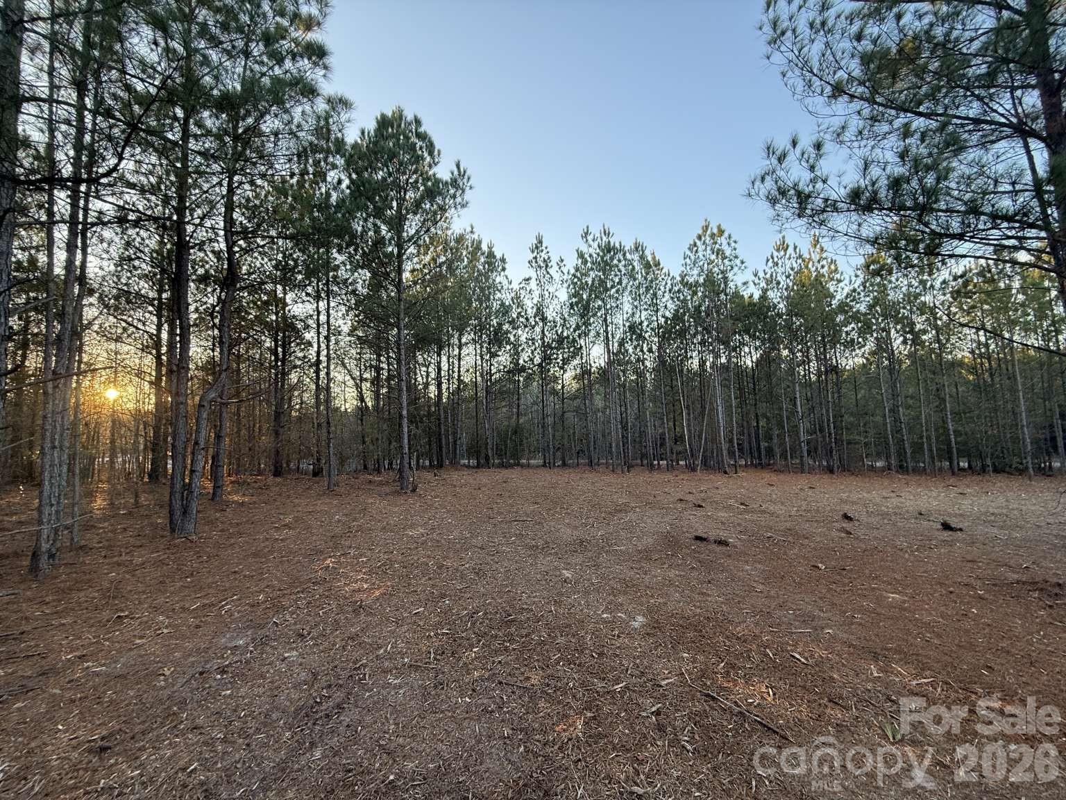 0 Steen Road Mount Croghan, SC 29727 - Photo 12 of 19 a view of a yard with tree s