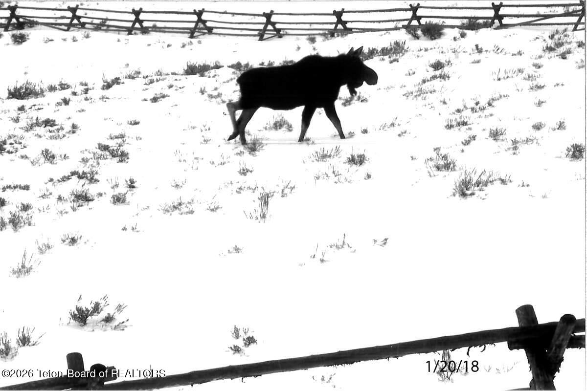 41 Marsh Creek Road Cora, WY 82925 - Photo 50 of 53 Moose in winter